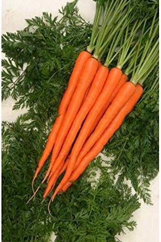 Sugarsnax F1 Hybrid Carrot Seeds (300 Seed Package)