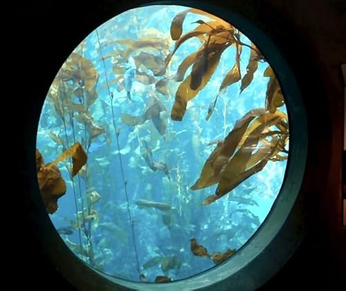 Episode 268: "Seafood Choices & Monterey Bay Aquarium"