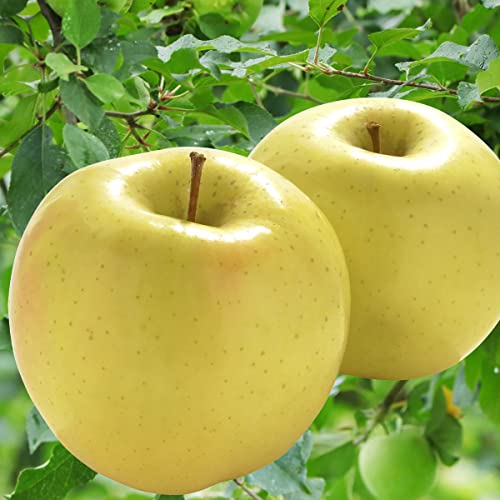 2025年産 青森県産りんご ご家庭用 訳あり トキ アップルロード工藤農園 (3kg)