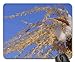 Produktbild Mauspad Winter Schnee Grassamen Grassamen Natur Pflanze Gaming Mousepad Anti Rutsch Gummiunterseite Ultradünner Gaming Mausmatte Stabiler Mausunterlage Für Laptop/Pc, 25X30 Cm