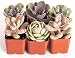 Shop Succulents | It's A Girl! Pink Collection of Live Succulent Plants, Hand Selected Variety Pack of Mini Succulents in Pastel Pink Colors | Collection of 6