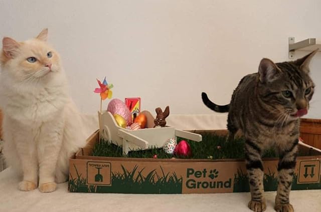 Foto 5 de 8 de PetGround Empapador Ecológico para Gatos, Alfombrilla de Césped Natural, Inodoro, Reutilizable