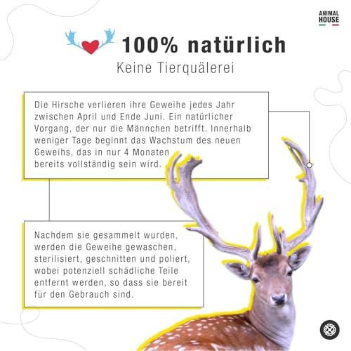 Animal House – Damhirschgeweih für Hunde – 100% natürlicher Kausnack – Stärkt die Mundhygiene – Widerstandsfähig und langlebig – In Allen Größen erhältlich (XL)