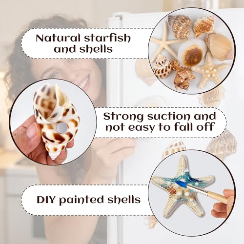 Imanes decorativos de conchas marinas 8 piezas miniatura 5