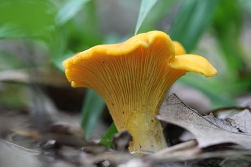 Miniatura 3 de Champiñones Rebozuelo Dorado (Cantharellus cibarius) Esporas de micelio Spawn Secado Orgánico