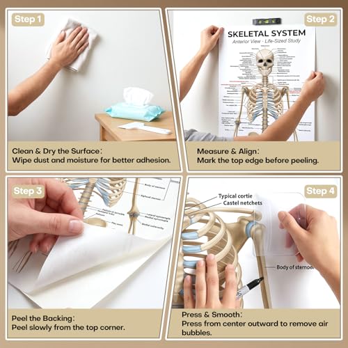 Image of Life Size Skeleton Bones Named Poster 72 x 27 Inch Human Skeleton Poster for Classroom or Lab and Medical Office Shipped Crease-Free Posters Wall Decor for Students Teachers and Doctors