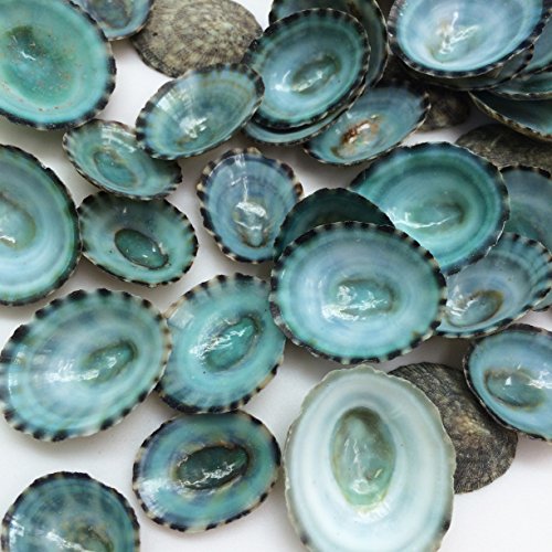 PEPPERLONELY 50PC Green Limpet Shells Craft Sea Shells, 1/2 Inch ~ 1 Inch