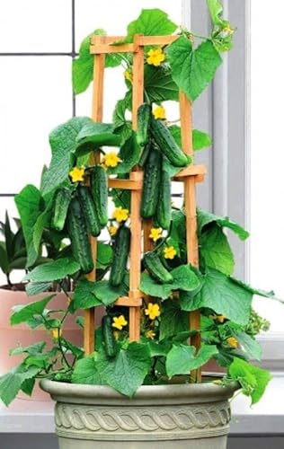 Seedsup - 10+ Indoor Cucumber F1 Self-Pollinating - Vegetable Green #TOP18