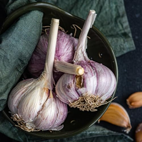 Semillas de ajo resistentes: plante semillas de ajo, Las de jardín son perennes resistentes. Semillas de hortalizas, regalos para los amantes 250pcs