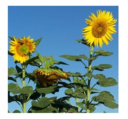 PREMIER SEEDS DIRECT Giant Sunflower - Skyscraper - 4M Plus - 30 Seeds (Organic/BIO)