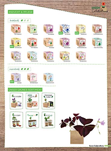 Feel Green 296664 Celebrations Ecocube, Chili Habanero, Holzwürfel Mit Lasergravur «Bleib Scharf», Nachhaltige Geschenkidee, Anzuchtset, Made in Austria