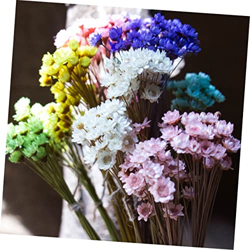30 flores secas Daisy preservadas para decoración miniatura 6