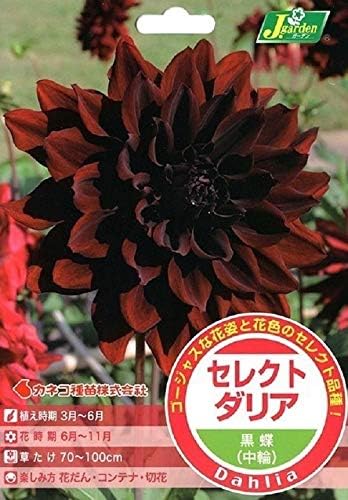 Amazon 花球根 セレクト ダリア 黒蝶 中輪 1球入 カネコ種苗の球根 球根 Amazon 花球根 セレクト ダリア 黒蝶 中輪 1球入 カネコ種苗の球根 球根