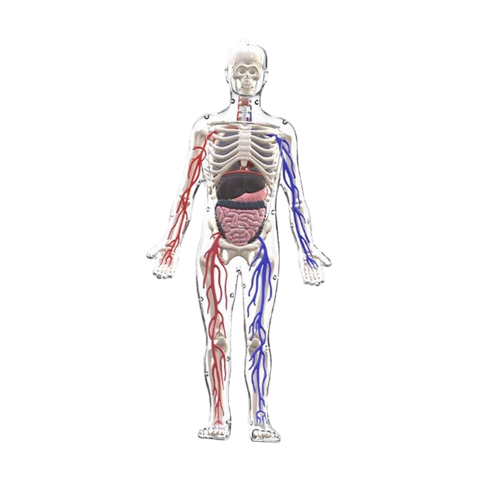 MagiDeal Kits de Modelos de Esqueleto del Cuerpo Humano, Herramientas de Estudio, ensamblaje, Kit científico Interactivo, Modelo de anatomía para niños de 8