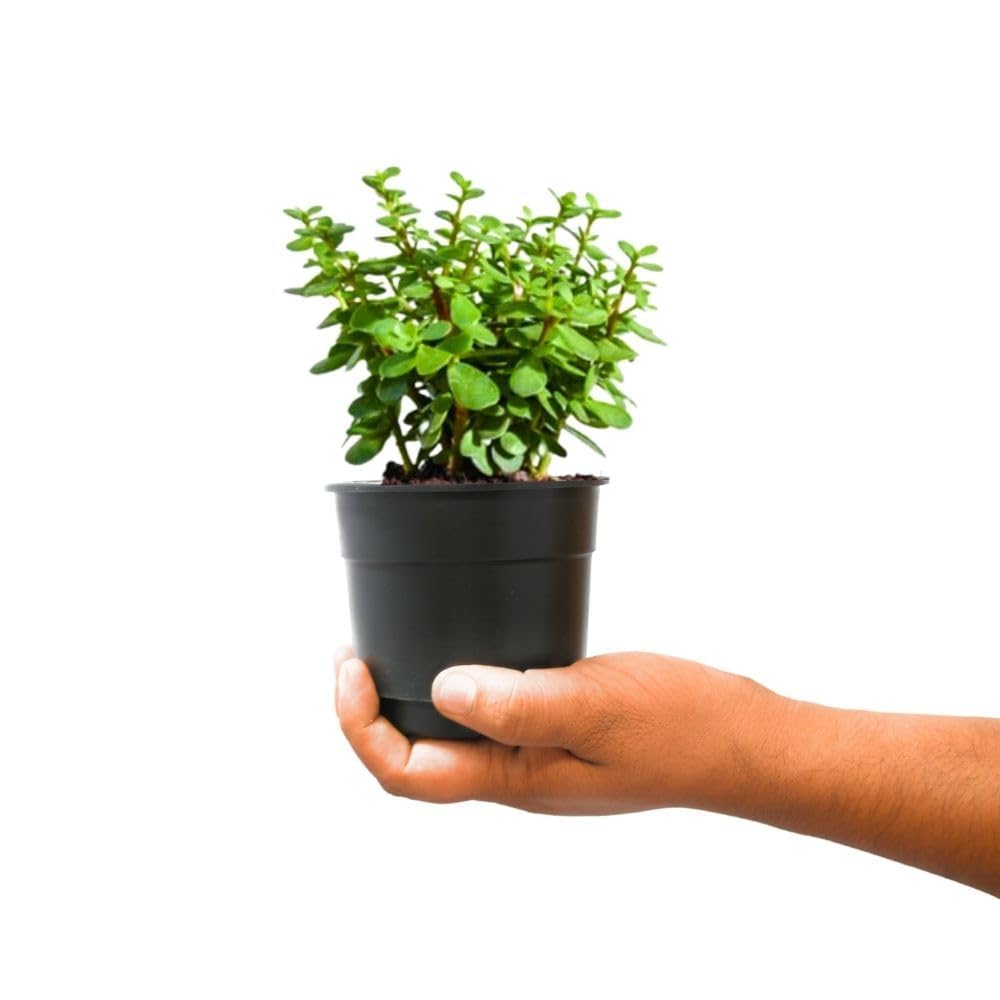 Live Button Jade Plant Indoor Plant with 4 inch Black nursery Pot |Small Plant With Pot (JADE PLANT)