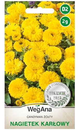 WegAna Graines Souci Candyman Jaune 2g Plantes peu exigeantes Plantes basses Plantes de jardin Plantes de balcon Apiculture Fleurs Semences