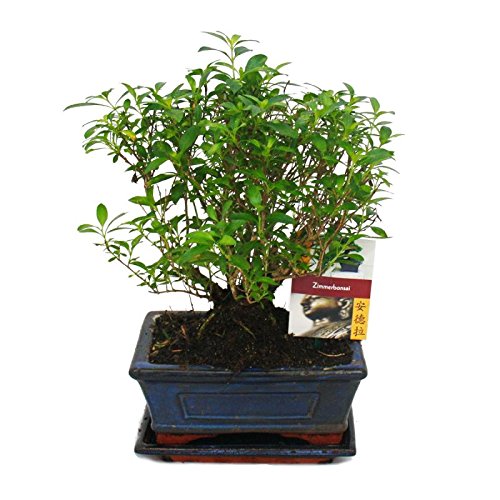 Exotenherz - Bonsai - Serissa - Junischnee - Kugel-Form - ca. 6 Jahre