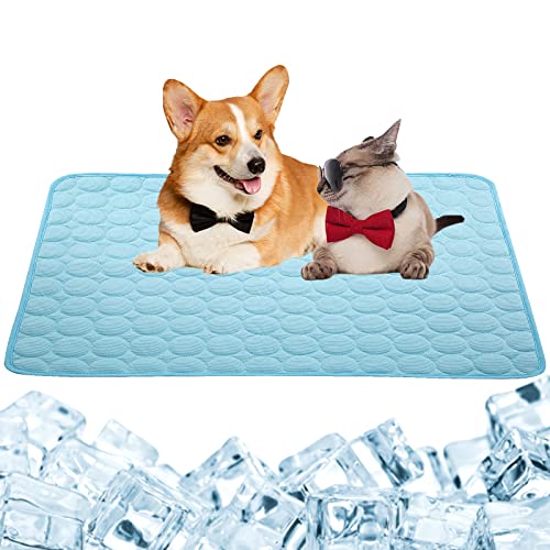 The Most Rated Best Dog Beds For Summer Reviews & Analysis BNB