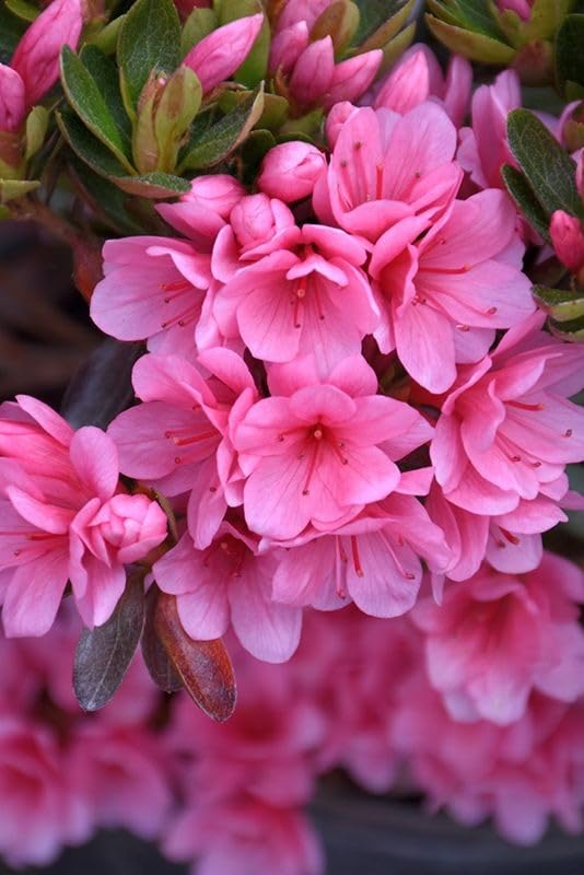See full amazon price history chart for Arushi Plants Market Azalea/AGELIYA Flower Plant HELDI kug87yg Arushi Plants Market Azalea/AGELIYA Flower Plant HELDI kug87yg (B0CN8GYS2P) Amazon Price History, Amazon Price Tracker