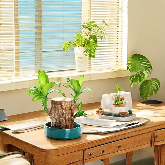 HARVI ENTERPRISE Lucky Brazil Wood Potted Plan-T | HealThy Indoor Plan-T | Live Lucky Feng Shui Plant Enhance Your Indoor Space with Exotic Brazilian Wood Plant for Living Room, (Pot Not Included) (B0DJ3LNT8L) Amazon Price History, Amazon Price Tracker