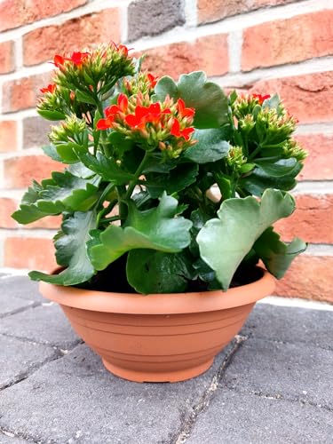 meytrade Blumenschale für draußen Blumentopf Terracotta Indoor Outdoor Durchmesser 20cm stabil & wetterfest Kunststoff Pflanzschale mit Bodenlöcher, Ton01