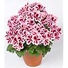 Bloom Green Co. Vendita calda 100 STKS/Tas multipla geranio Colori Bonsai perenne Fiore Bonsai Pelargonium, piante d’appartamento Bella Bonsai del Fiore: 18