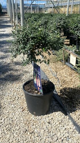 Caviarlimette (Fingerlimette) Stämmchen 50–60 cm – exotische Citrus australasica im Topf, aromatische Zitruspflanze für Terrasse, Balkon & Wintergarten, pflegeleicht, dekorativ, essbar