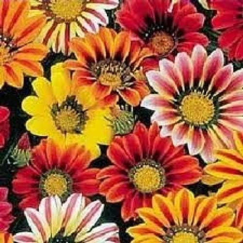 30 Kontiki STARS & STRIPES GAZANIA Ringens Treasure Flower Seeds
