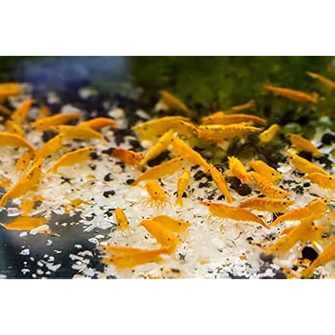 Snowflake Food for Cherry Shrimp & All Bottom Dwellers (500g) Cover