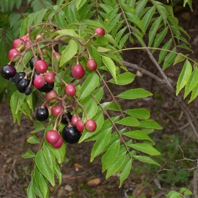 Live Curry Leaf Plant Curry Tree Sweet Neem Plant White Flowers Black Fruit 9-12 Inch Tall Half Gal Pot- No Ship CA