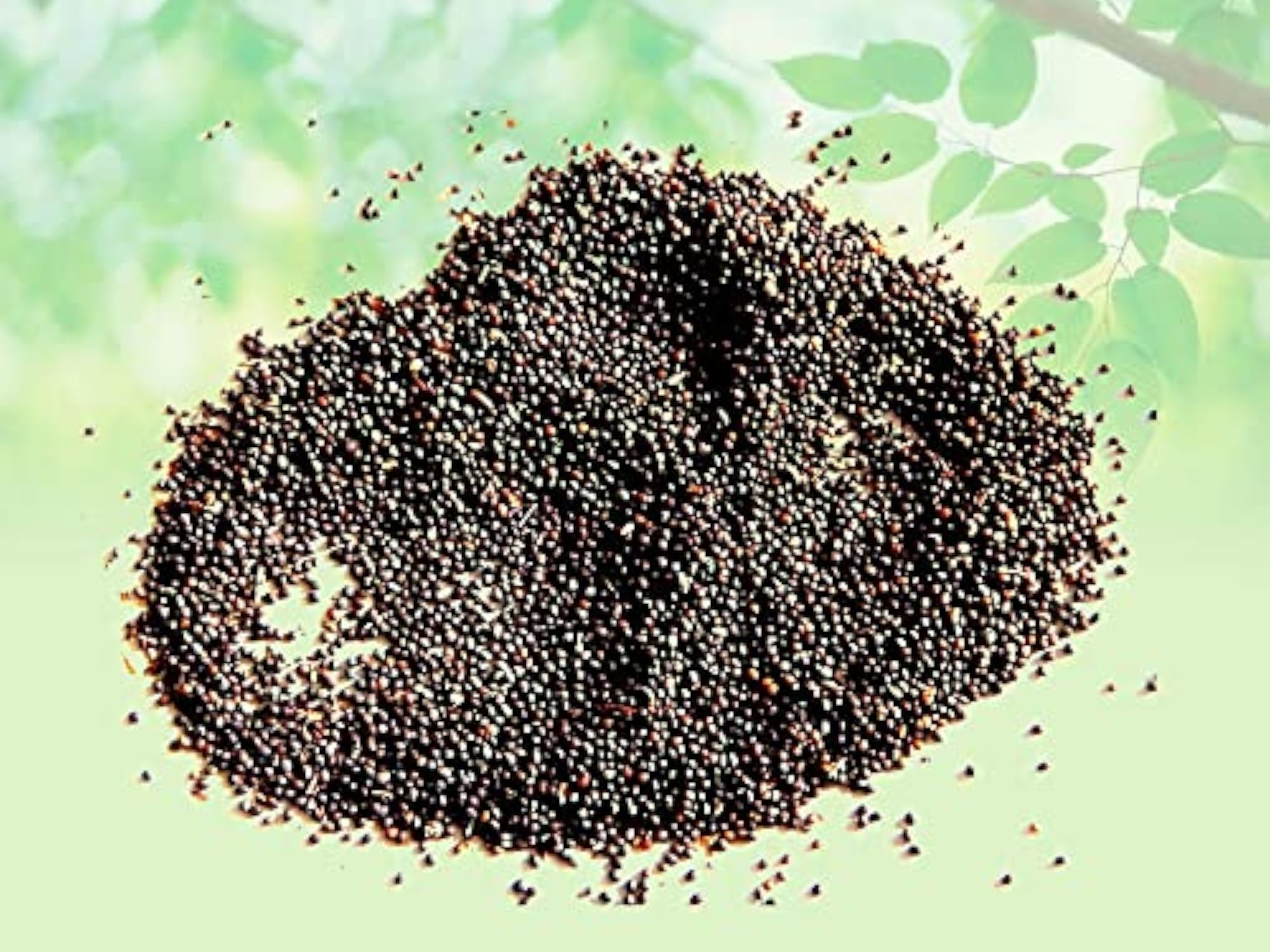 Samunder Sokh Seeds and Kamarkas Seeds Raw Herbs