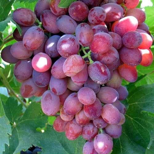 Carbeth Plants Suffolk Red Grape Plant in 9cm Pot - Edible Grape Vine