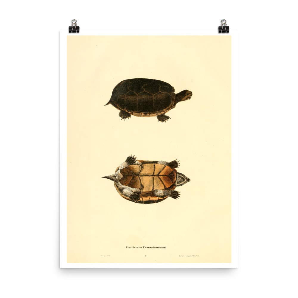 Affiche zoologie reptile 1836 - Gravure tortue vintage premium pour collectionneur