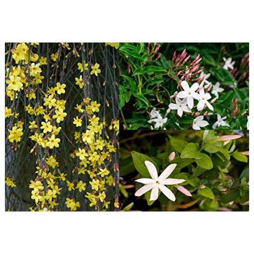 3 Mixed Climbing Jasmine Plants, Beautiful Selection of Jasminum for Any Garden 3fatpigs®