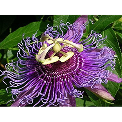 Passion Fruit Vine Seeds – Passiflora Incarnata (Maypop), Purple Flower, 25 Seeds For Garden Planting