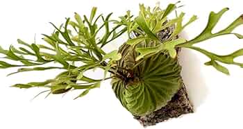 Amazon|frog_yamato【ridleyi thin frond】リドレイ シン 細葉 Amazon|frog_yamato【ridleyi thin frond】リドレイ シン 細葉