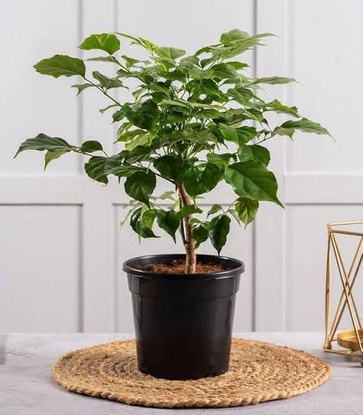 China Doll Plant, Live Radermachera sinica in Pot, Indoor Decorative Plant, Glossy Foliage with Plastic Pot-image-16