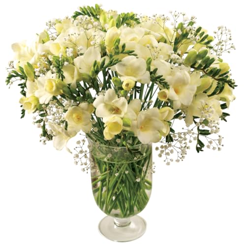 Sendabunch Fresh White Freesia Bouquet | 30 Scented Stems with Gypsophila & Lush Greenery | Hand-Picked Channel Island Flowers for Elegant Gifting | White