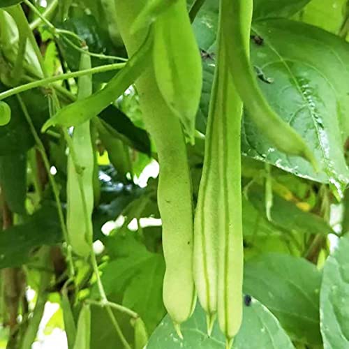 Foto von 100 teile/beutel Mungo bohnen Samen mit hoher Keimung srate nahrhaftes vegetarisches Gericht Jährliches Pflanzens amen mit hoher Keimung für den Bauernhof für den Garten Hausbau Saat Einheitsgrö
