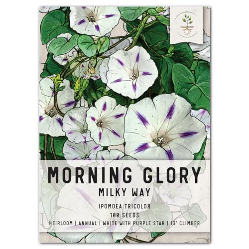 Seed Needs, Milky Way Morning Glory Seeds - 100 Heirloom Seeds for Planting Ipomoea Tricolor - Open Pollinated Annual Climber for a Fence or Trellis (1 Pack) Seed Needs, Milky Way Morning Glory Seeds - 100 Heirloom Seeds for Planting Ipomoea Tricolor - Open Pollinated Annual Climber for a Fence or Trellis (1 Pack)