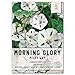 Seed Needs, Milky Way Morning Glory (Ipomoea purpurea) Twin Pack of 100 Seeds Each Untreated