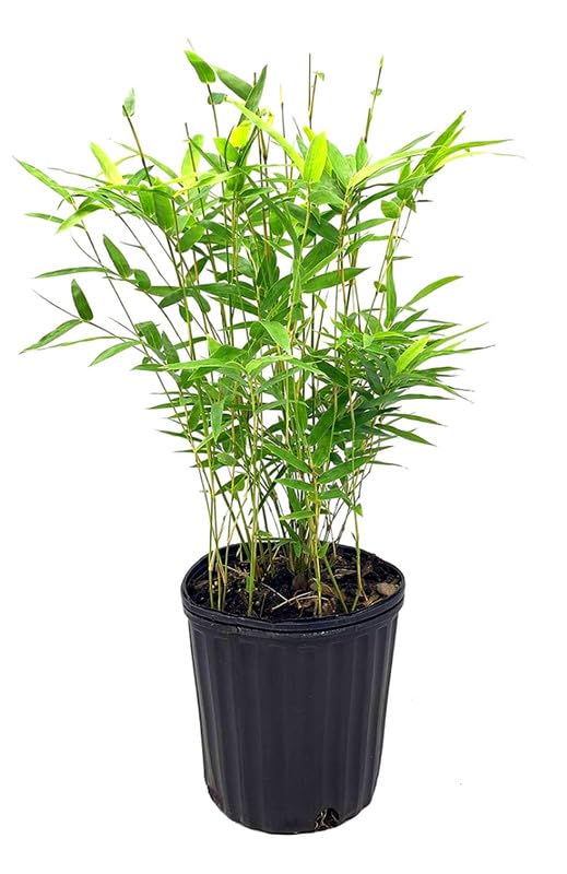 Chinese bamboo plant big 1 live bush-image-49