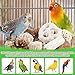 Kyouki Bird Toys Parrot Toys Natural Bird Foraging Box Foot for Parakeets,Cockatiels,Conures,Love Birds,and Other Small to Medium Birds (Medium)