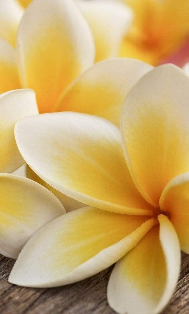 Fototapeta z włókniny PLUMERIA 150 x 250 cm | tapeta flizelinowa - tapeta ścienna do salonu, sypialni, biura, korytarza | jakość premium – Made in EU – łącznie z klejem do tapet
