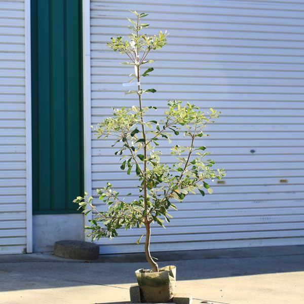 コーストバンクシア 大型