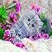 eZAKKA DIY 5D Diamond Painting Kits for Adults, Little Baby Cat Diamond Art Accessories Full Drill by Number for Home Wall Decor, 12x8 Inches