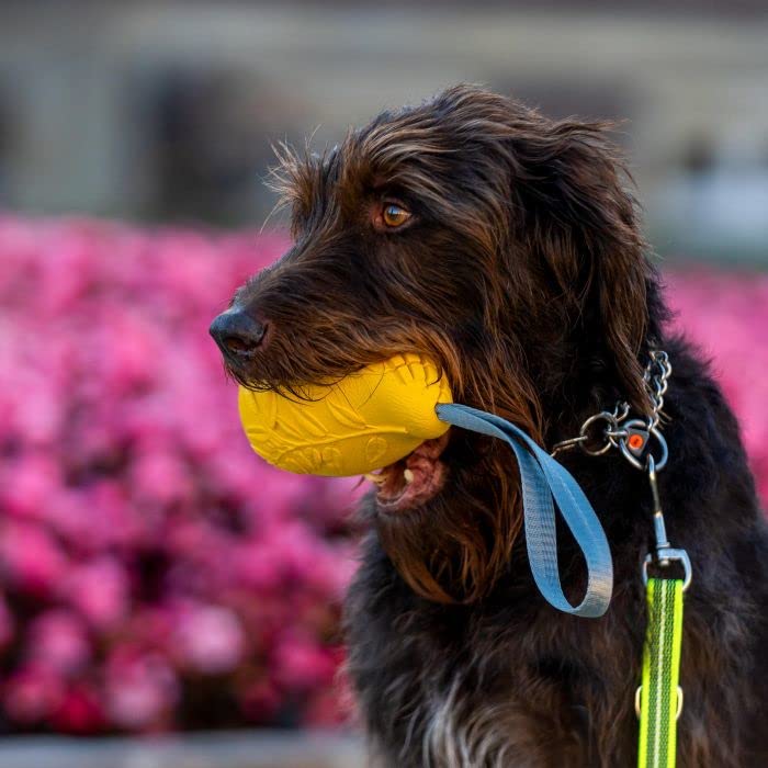 Sprenger Hundespielzeug Mango mit Leckerli Versteck I Intelligenz Lernspielzeug für den Hund aus Naturkautschuk für natürliche Zahnpflege