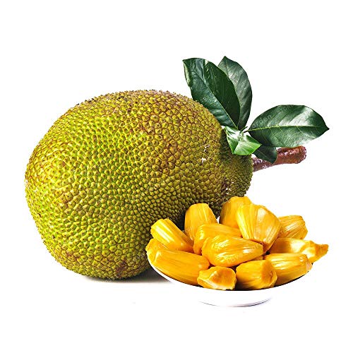 Jackfruit Seed Fruit Seed Tree Seed Organic Tropical Fruit Seed Edible Jackfruit Garden Decoration 5 Pcs
