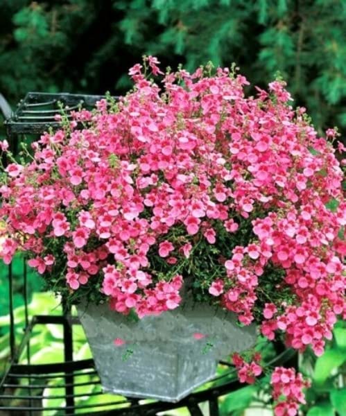 Vision4ever 300 Seeds Twinspur - Pink Queen - diascia barberae Hanging Baskets Flower Useful for Garden and Outdoor
