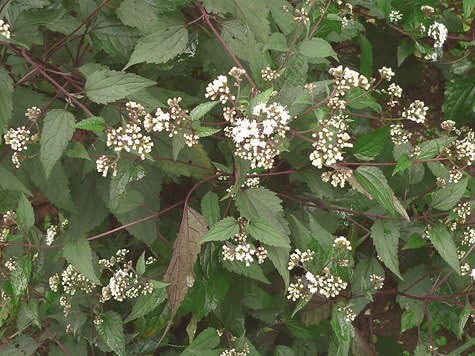 Miniatura 4 de 50 semillas de flores de chocolate Joe PYE Weed Eupatorium Rugosum